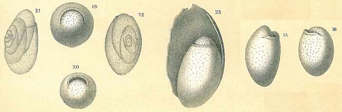 Chilostomella ovoidea Chilostomella ovoidea