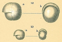 Pullenia bulloides, author: Cedhagen, Tomas