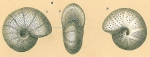 Foraminifera