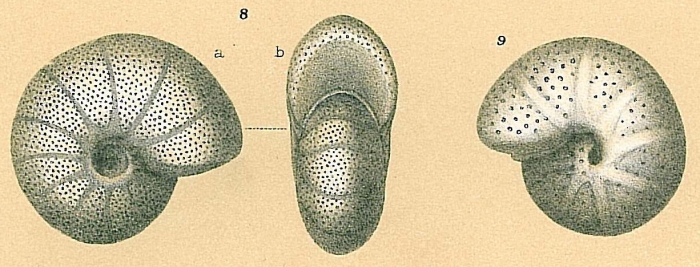 Melonis affinis Melonis affinis