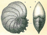 Nonion armatum