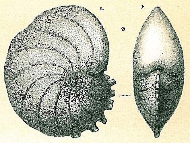 Nonion armatum Nonion armatum
