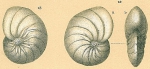 Nonion fabum