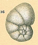 Nonionella bradii