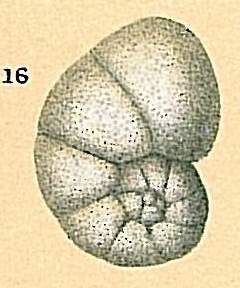 Nonionella bradii Nonionella bradii