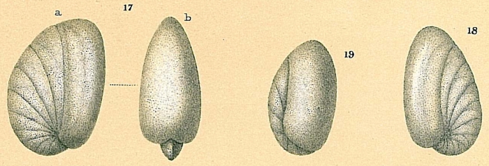 Nonionella turgida Nonionella turgida