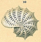 Elphidium serrulatum (Cushman & Parker, 1931)