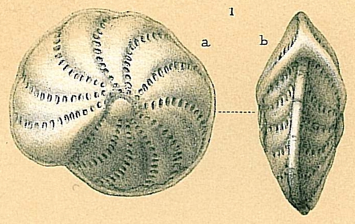 Elphidium advenum Elphidium advenum