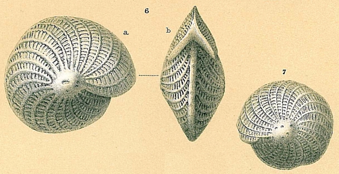Elphidium crispum Elphidium crispum