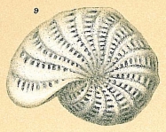 Elphidium lessonii, author: Cedhagen, Tomas