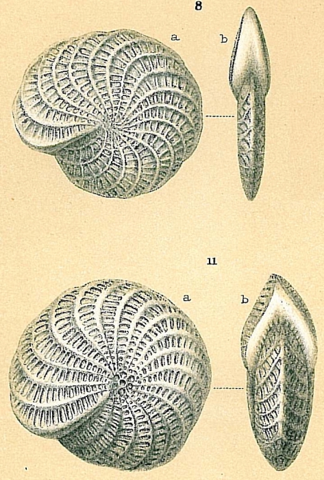 Elphidium macellum Elphidium macellum