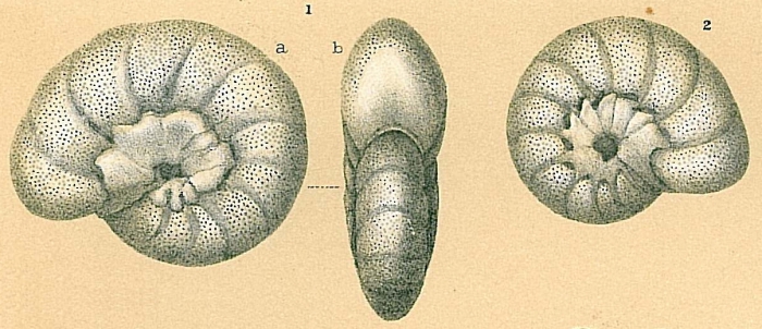 Fijinonion fijiense Fijinonion fijiense