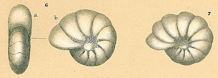 Haynesina germanica Haynesina germanica