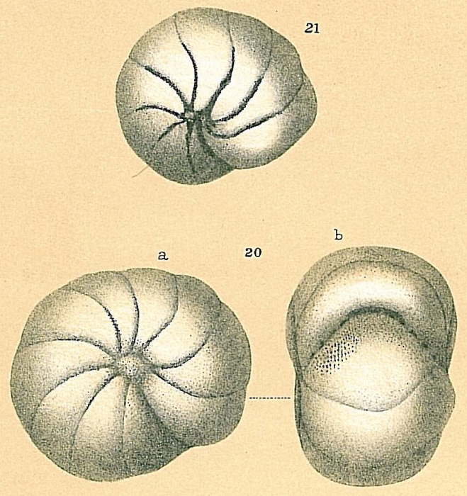 Haynesina orbicularis Haynesina orbicularis