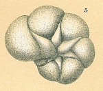 Laminononion tumidum