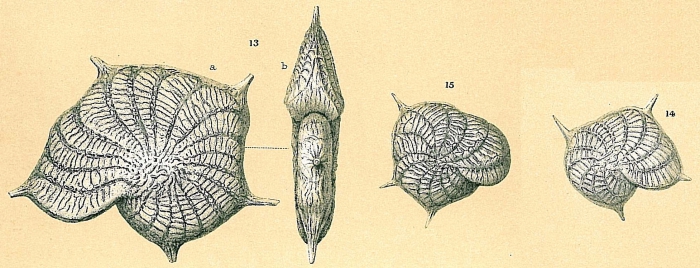 Parrellina imperatrix Parrellina imperatrix