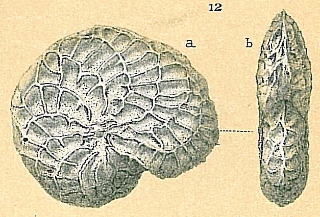 Parrellina verriculata Parrellina verriculata