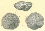 Polystomellina patagonica