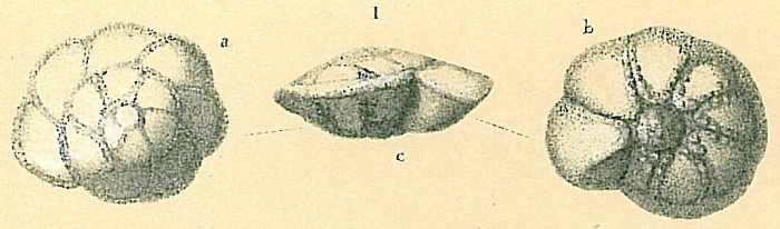 Pararotalia sp. Pararotalia sp.
