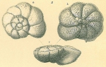 Pararotalia venusta