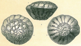 Pseudorotalia schroeteriana, author: Cedhagen, Tomas