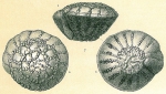 Pseudorotalia schroeteriana