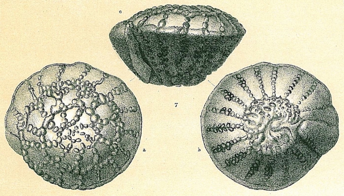 Pseudorotalia schroeteriana Pseudorotalia schroeteriana
