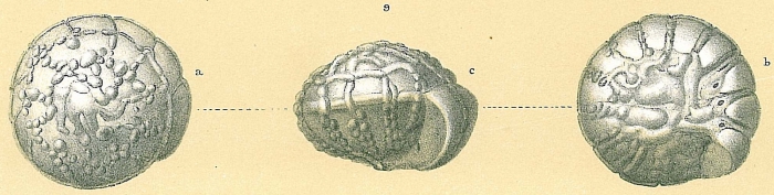 Rotalinoides gaimardii Rotalinoides gaimardii