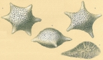 Baculogypsina sphaerulata