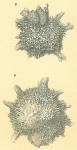 Calcarina hispida