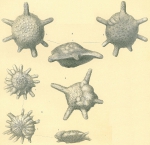 Calcarina spengleri (only fig. 5 is C. spengleri according to Renema and Hohenegger (2005))