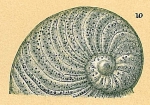 Operculina gaimardi