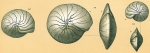 Operculinella cumingii