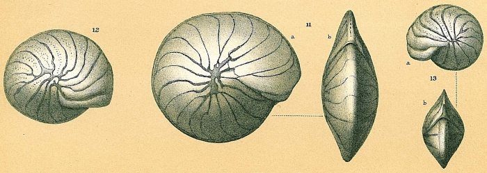 Operculinella cumingii