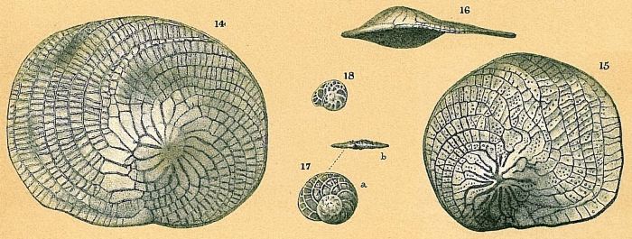 Heterostegina depressa Heterostegina depressa