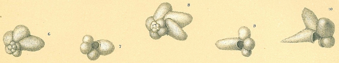 Beella digitata Beella digitata
