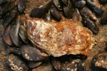 Japanse oester - Crassostrea gigas