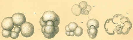 Globigerinella aequilateralis