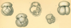 Globigerinoides conglobatus, author: Cedhagen, Tomas
