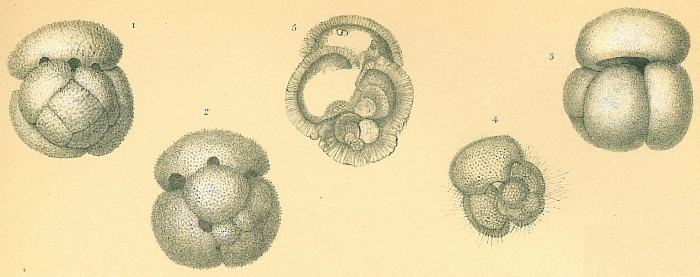 Globigerinoides conglobatus Globigerinoides conglobatus