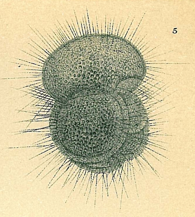 Globigerinoides conglobatus Globigerinoides conglobatus