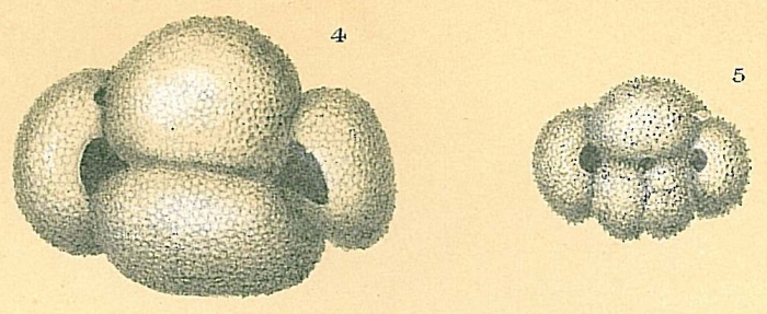 Globigerinoides ruber Globigerinoides ruber
