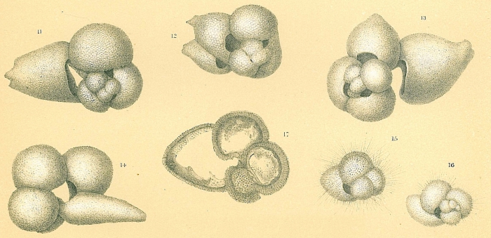 Globigerinoides sacculifer Globigerinoides sacculifer
