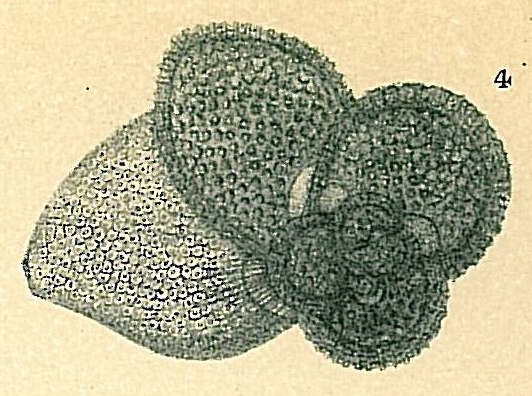 Globigerinoides sacculifer Globigerinoides sacculifer