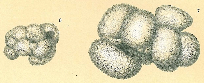Globigerinoides sp. aberrant Globigerinoides sp. aberrant