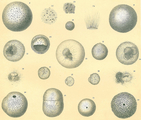 Orbulina universa, author: Cedhagen, Tomas