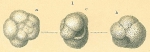 Globoquadrina conglomerata