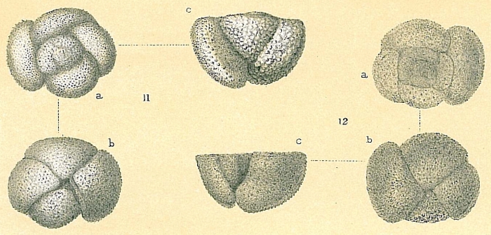 Globorotalia crassaformis Globorotalia crassaformis