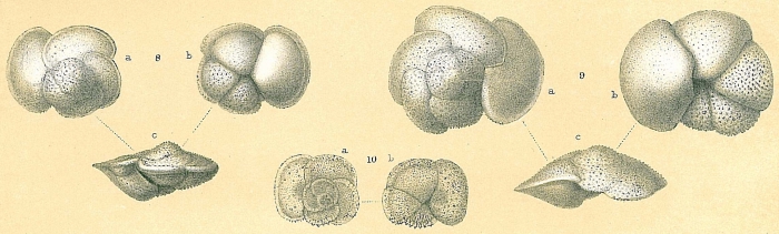 Globorotalia hirsuta Globorotalia hirsuta