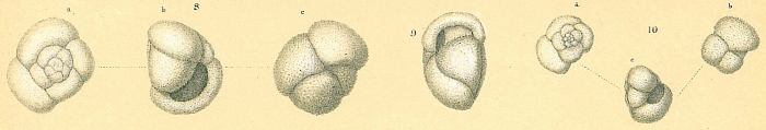 Globorotalia inflata Globorotalia inflata